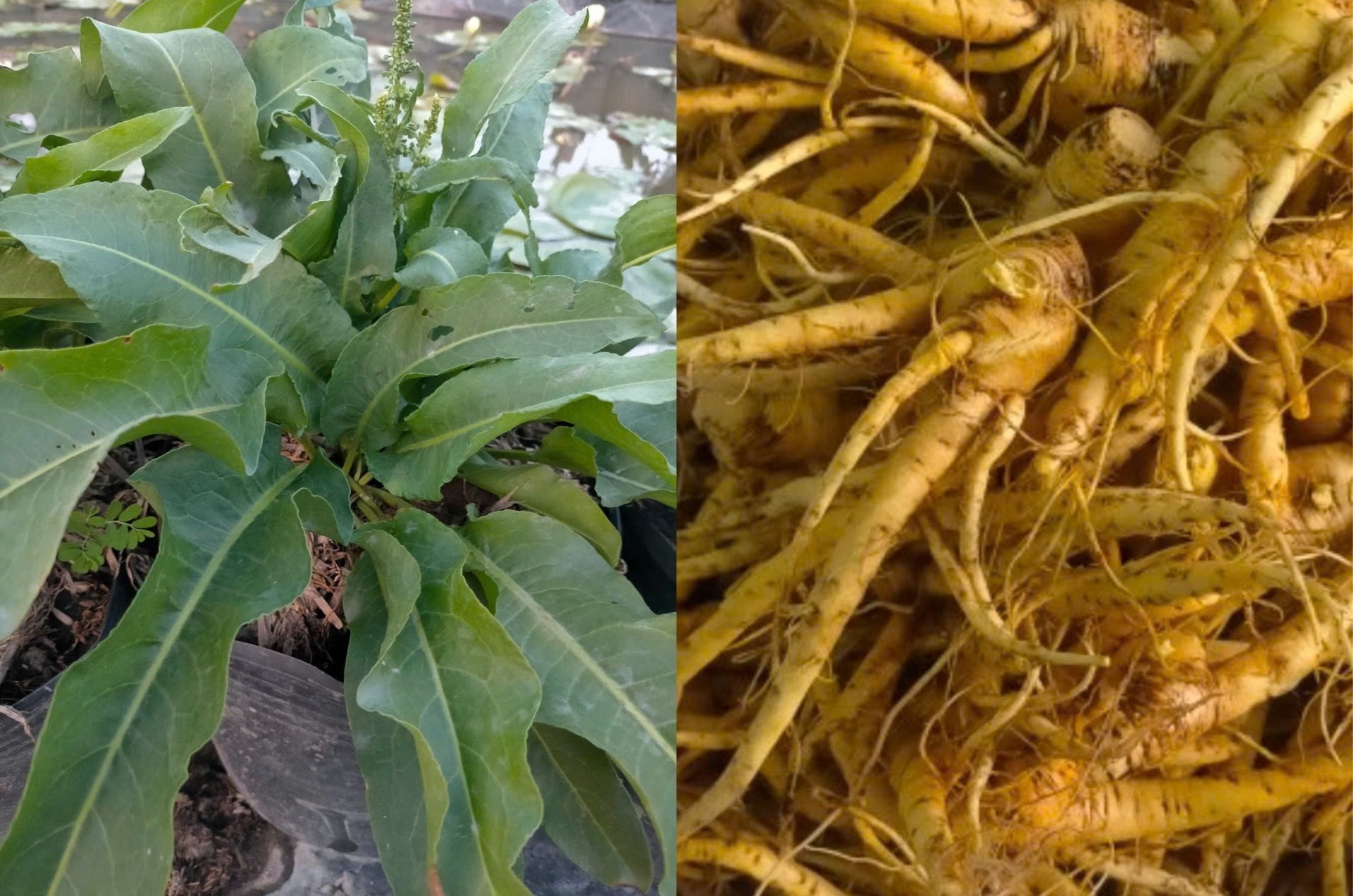 Sâm nữ hoàng
