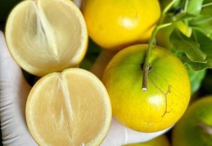 Vú sữa Hoàng Kim