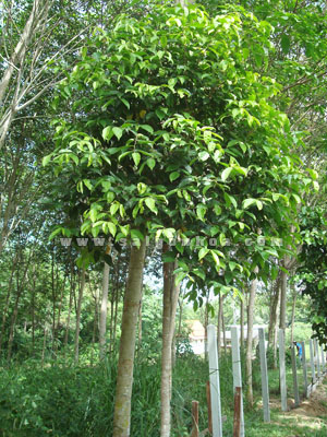 Trầm Kỳ Nam Ba Vì