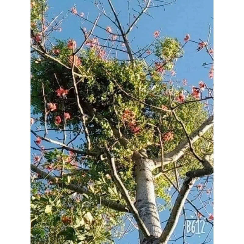 Cây gạo tía